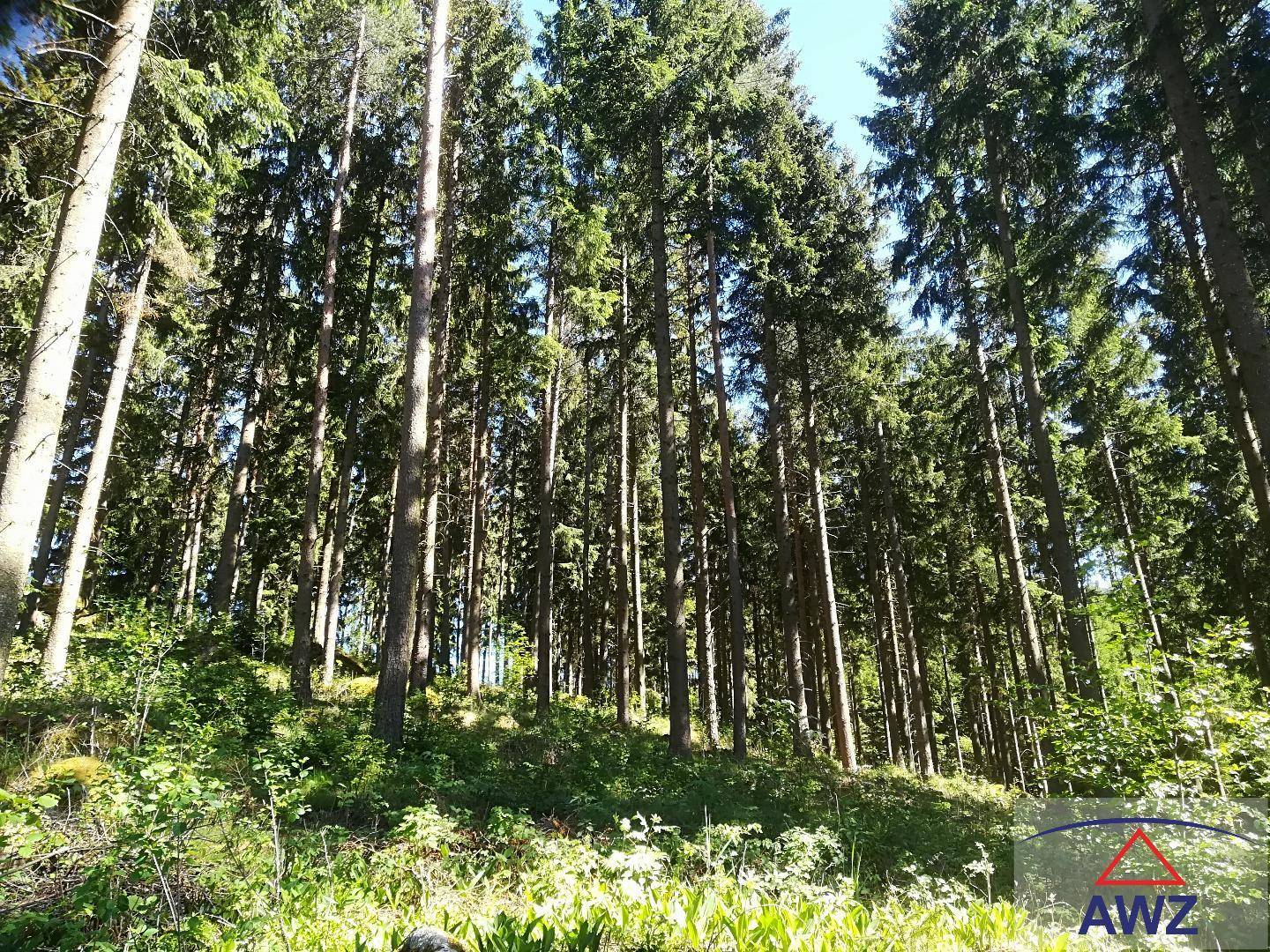 Blick nach oben in einen dichten Nadelwald mit hohen Baumstämmen und grünem Unterholz.