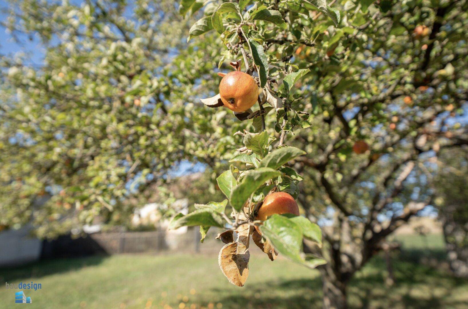 Apfelbaum mit reifen Früchten in einem sonnigen Gartenbereich.