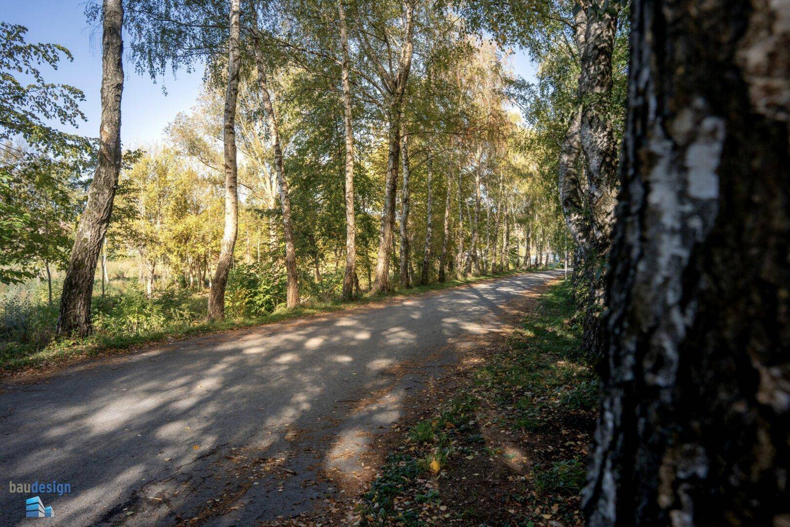 Baumgesäumter Weg in ländlicher Umgebung mit herbstlichem Laub und Sonnenlicht.