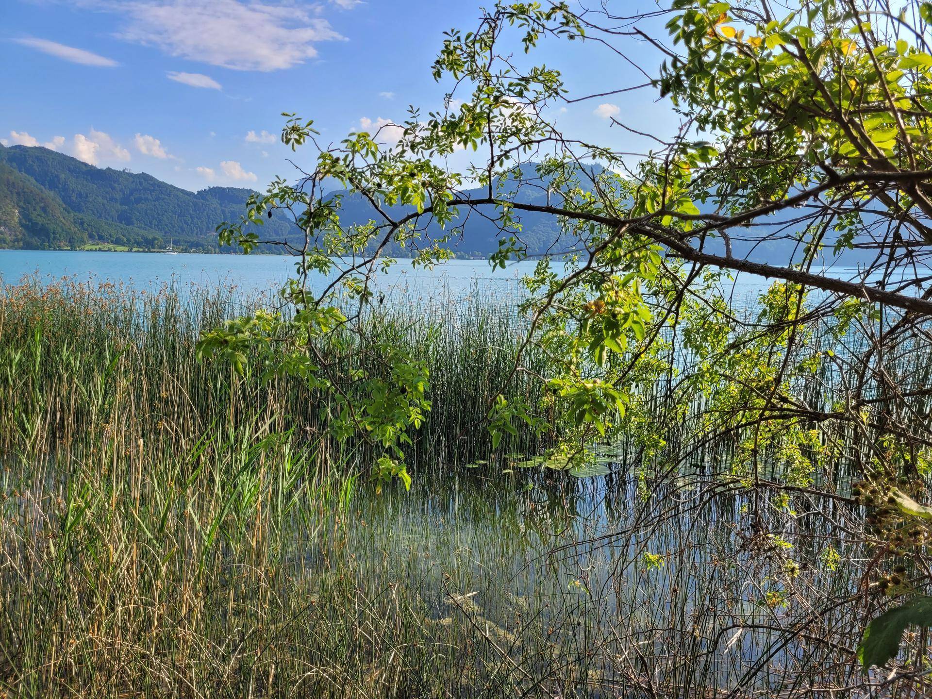 Malerischer Blick auf den See durch Schilf und Äste, mit sanften Bergen am Horizont unter blauem Himmel.