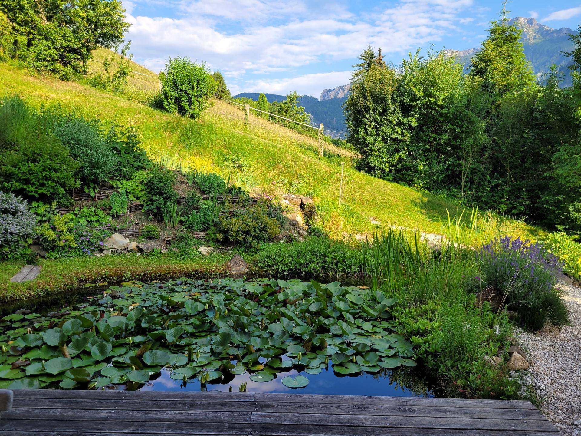 Ruhiger Naturteich mit Seerosen und üppiger Bepflanzung, eingebettet in eine grüne Hügellandschaft mit Bergblick.