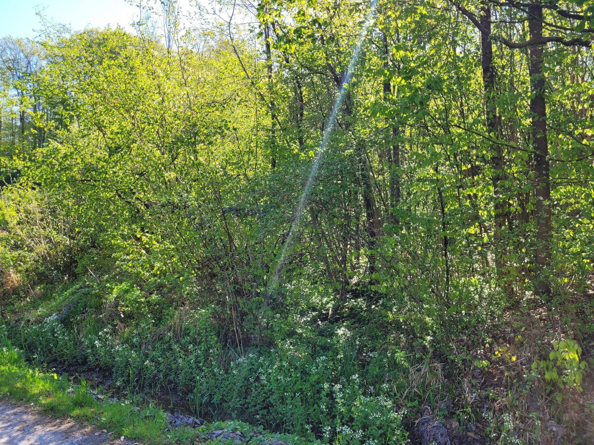 Dichte Vegetation und Bäume in der Umgebung des Grundstücks an einem sonnigen Tag.
