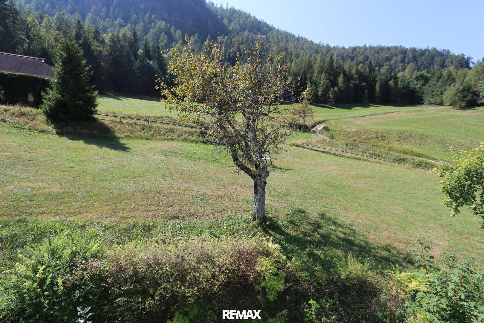 Weitläufiger Gartenbereich mit altem Baum und grünen Wiesen im Hintergrund.
