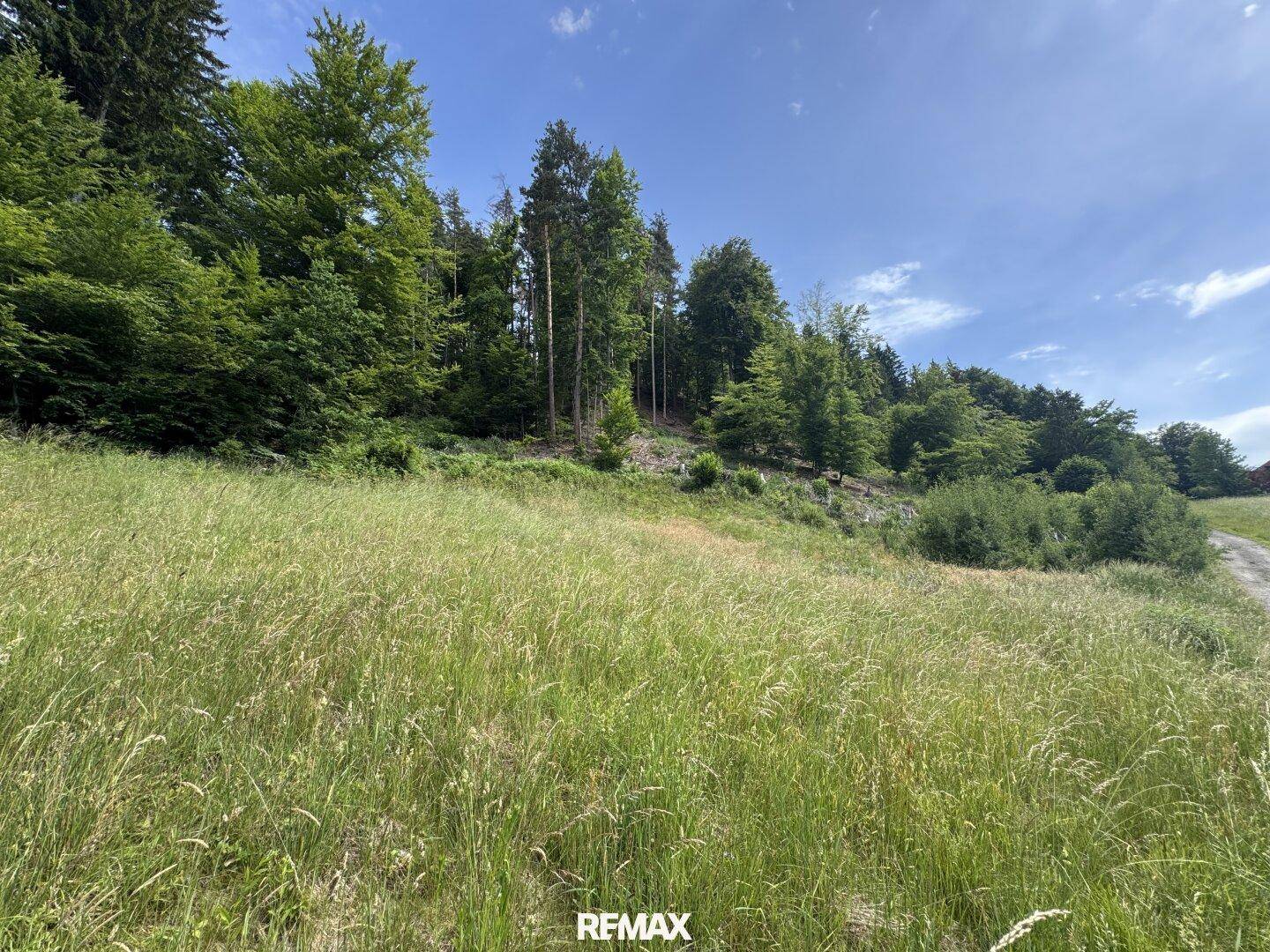 Weite Grasfläche grenzt an einen dichten Wald unter einem klaren blauen Himmel.