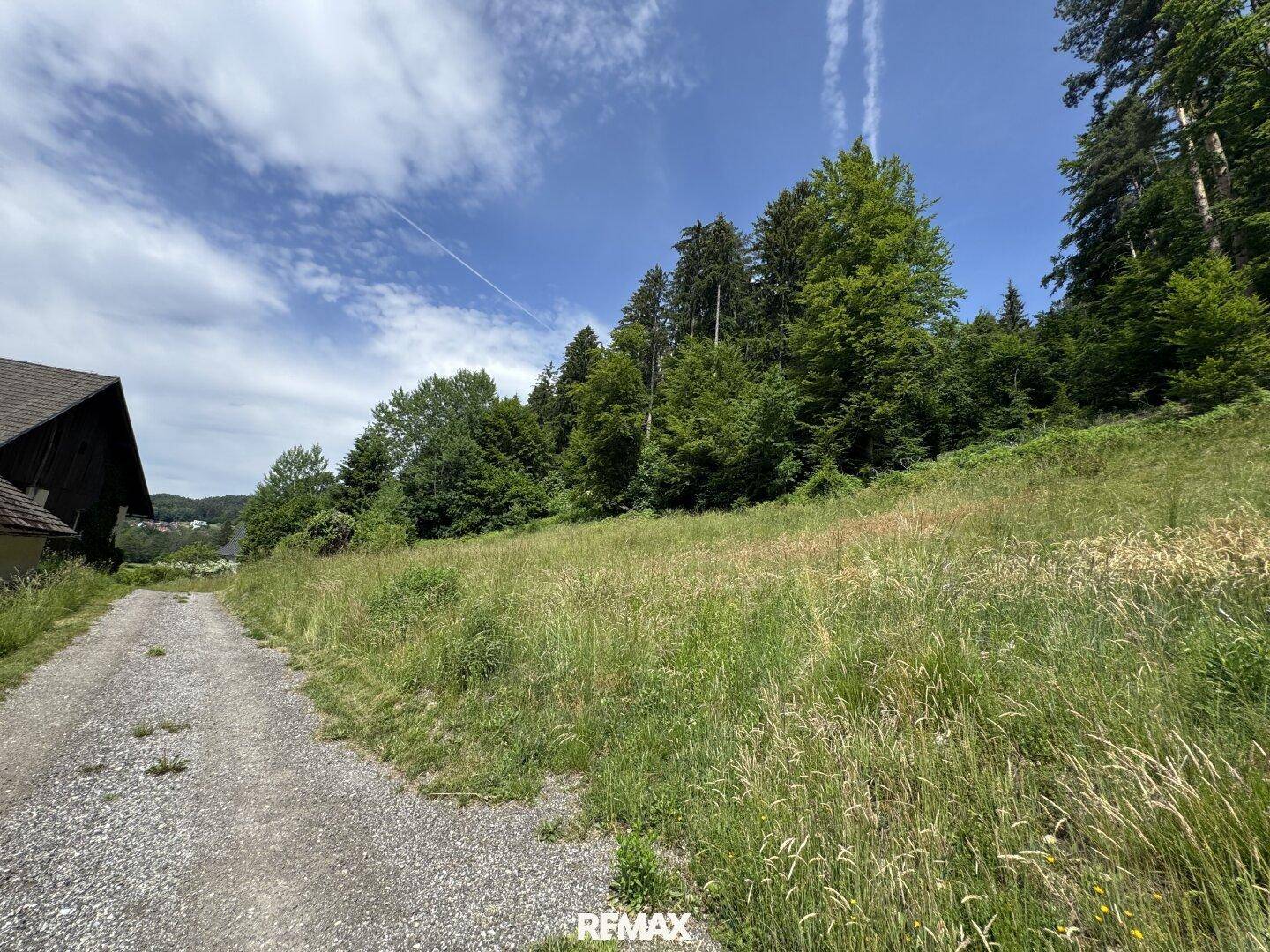 Schotterweg führt durch eine grüne Wiese zu einem dichten Waldgebiet mit blauem Himmel.