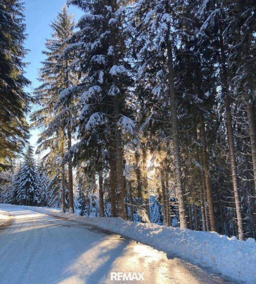 Verschneiter Waldweg mit hohen Bäumen und Sonnenlicht, das durch die Äste scheint.