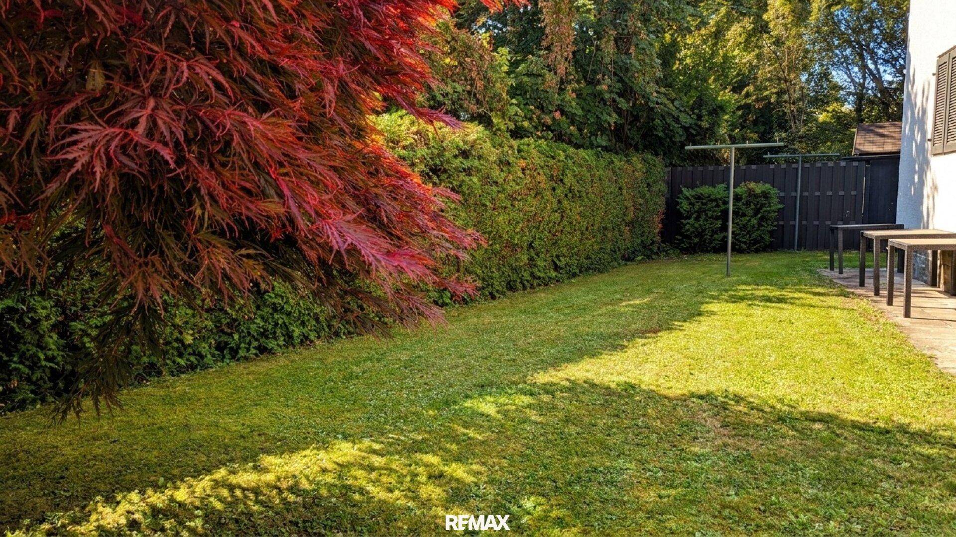 Gepflegter Garten mit Rasenfläche, hoher Hecke und einem roten Ahornbaum.