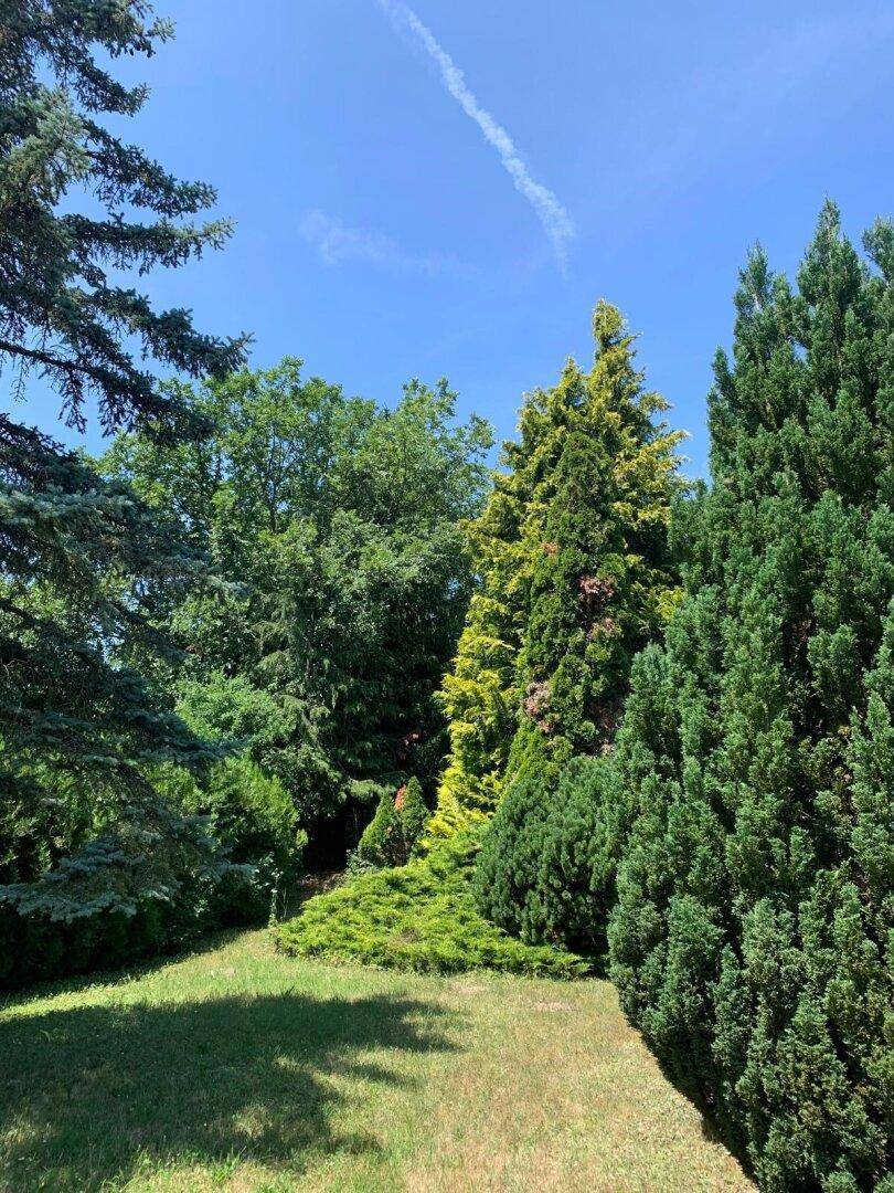 Sonniger Gartenbereich mit gepflegtem Rasen und einer Vielfalt an hohen Nadelbäumen und Sträuchern.