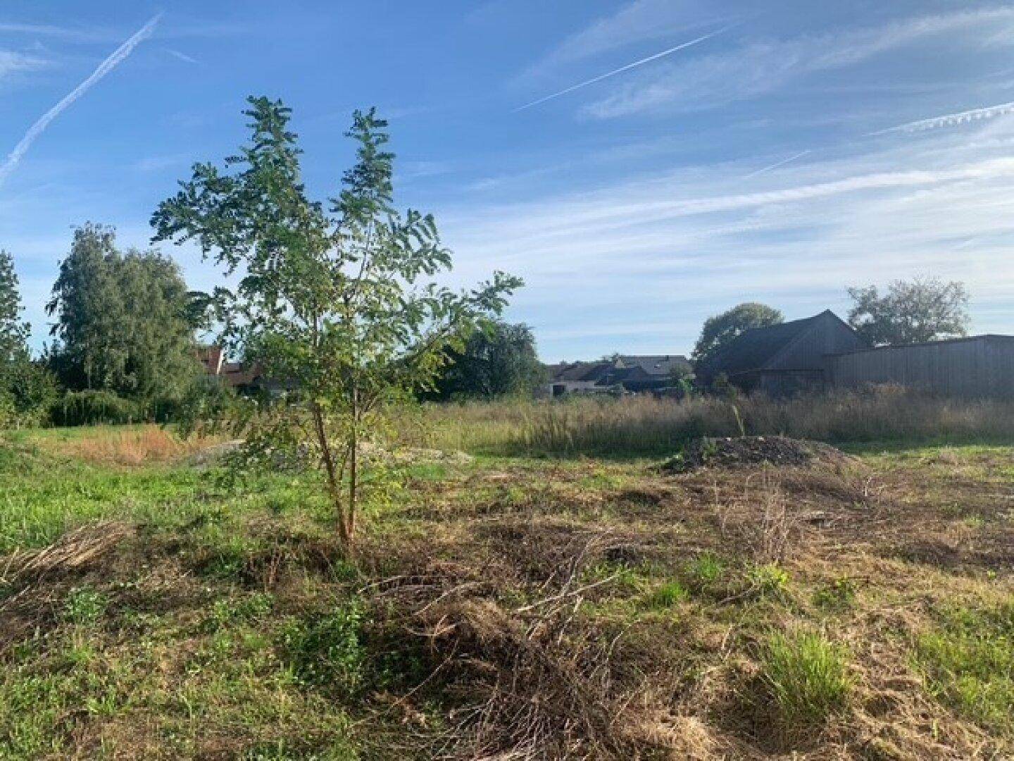 Weitläufiges unbebautes Grundstück mit jungem Baum und Blick auf die umliegende Bebauung unter blauem Himmel.