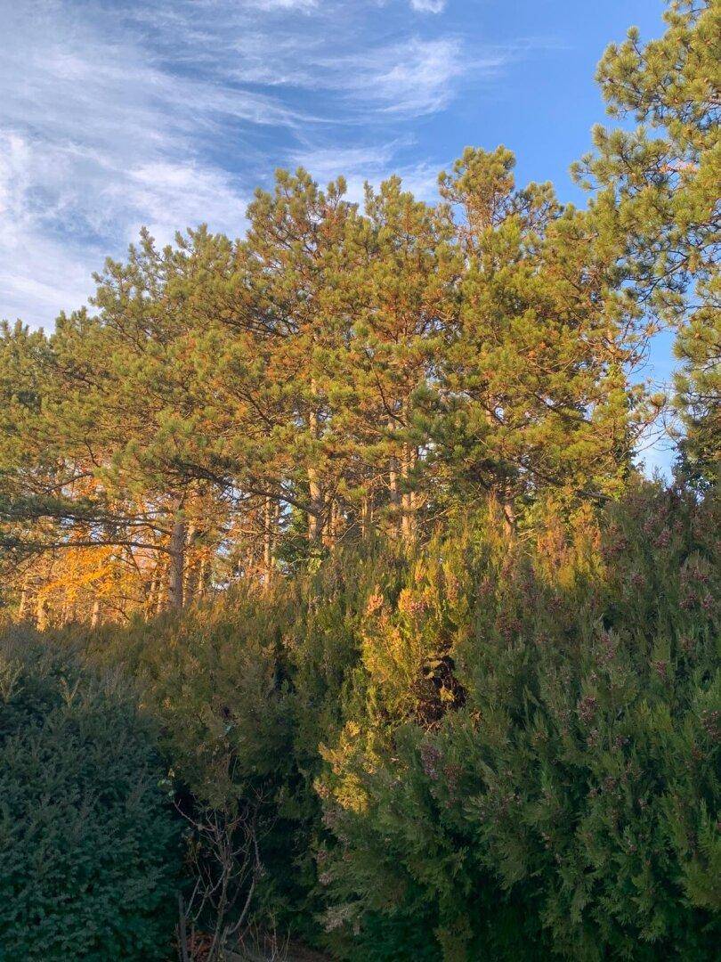 Dichte Baumkronen und Sträucher in sattem Grün, beleuchtet von der Abendsonne.