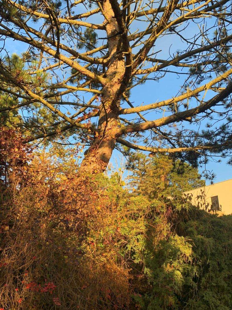 Alter Baumstamm mit Ästen und herbstlichem Laub, umgeben von weiteren Sträuchern.