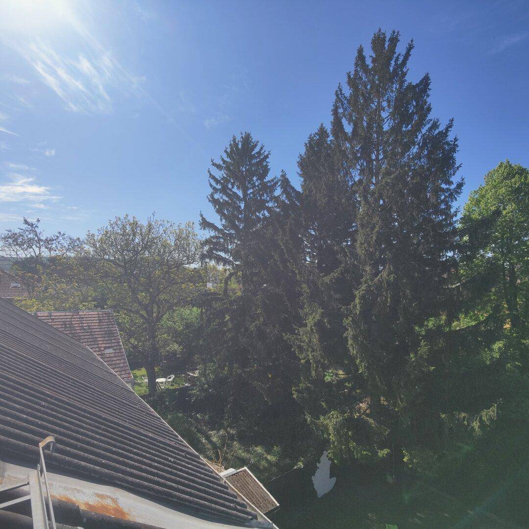 Blick über ein Dach auf hohe Nadelbäume und einen strahlend blauen Himmel mit einigen Wolken.