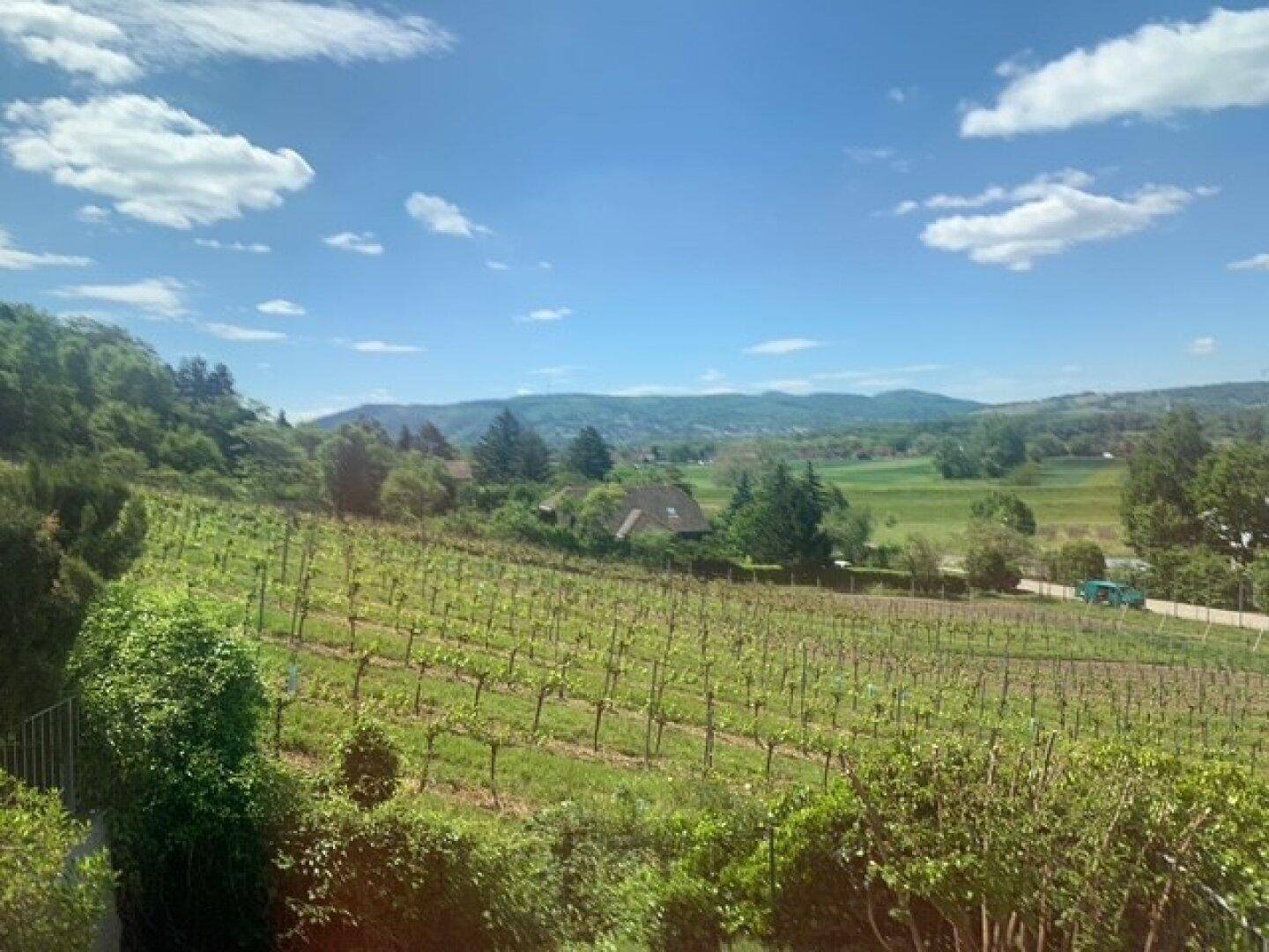 Malerischer Panoramablick über Weinberge und die weite grüne Landschaft unter blauem Himmel.