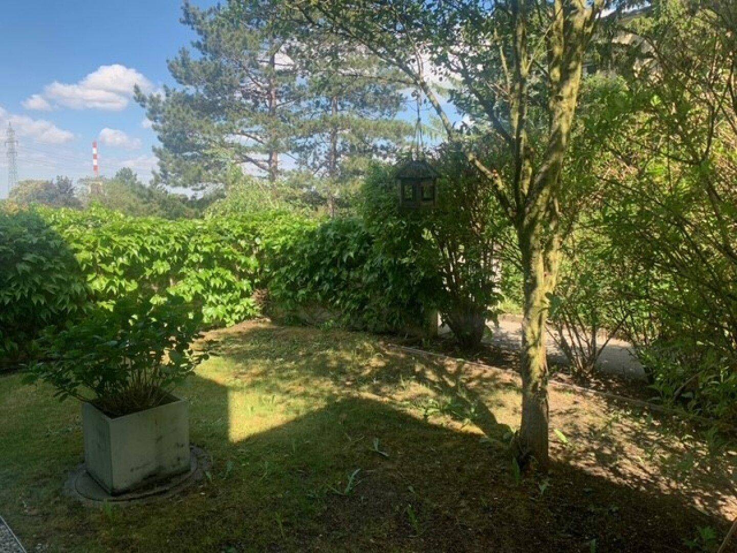 Sonniger Gartenbereich mit Rasen, Bäumen und einer dichten Hecke, ideal zum Entspannen im Freien.