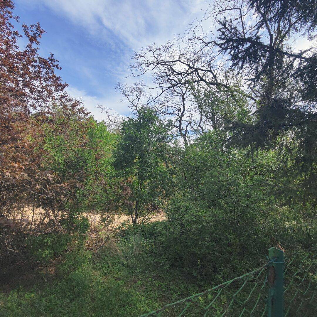 Dichter Baumbestand und Büsche am Rande des Grundstücks mit einem Zaun im Vordergrund.
