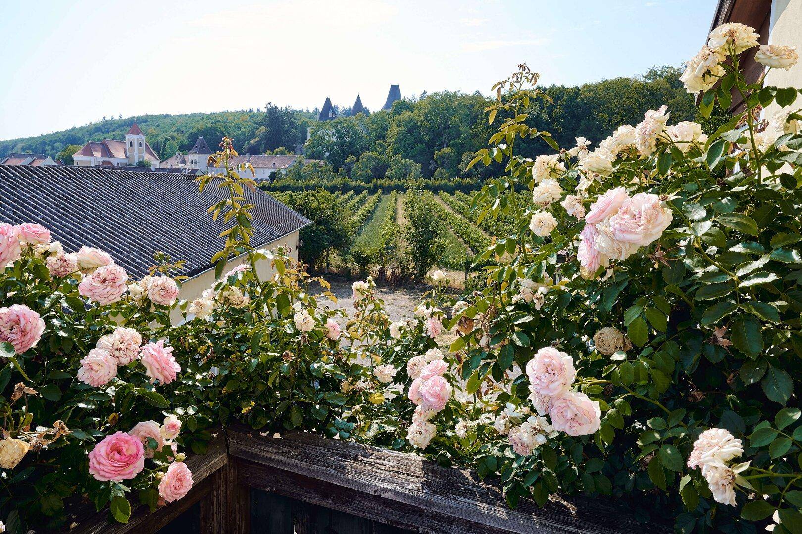 Romantischer Blick über blühende Rosen auf Weinberge und ein malerisches Dorf.