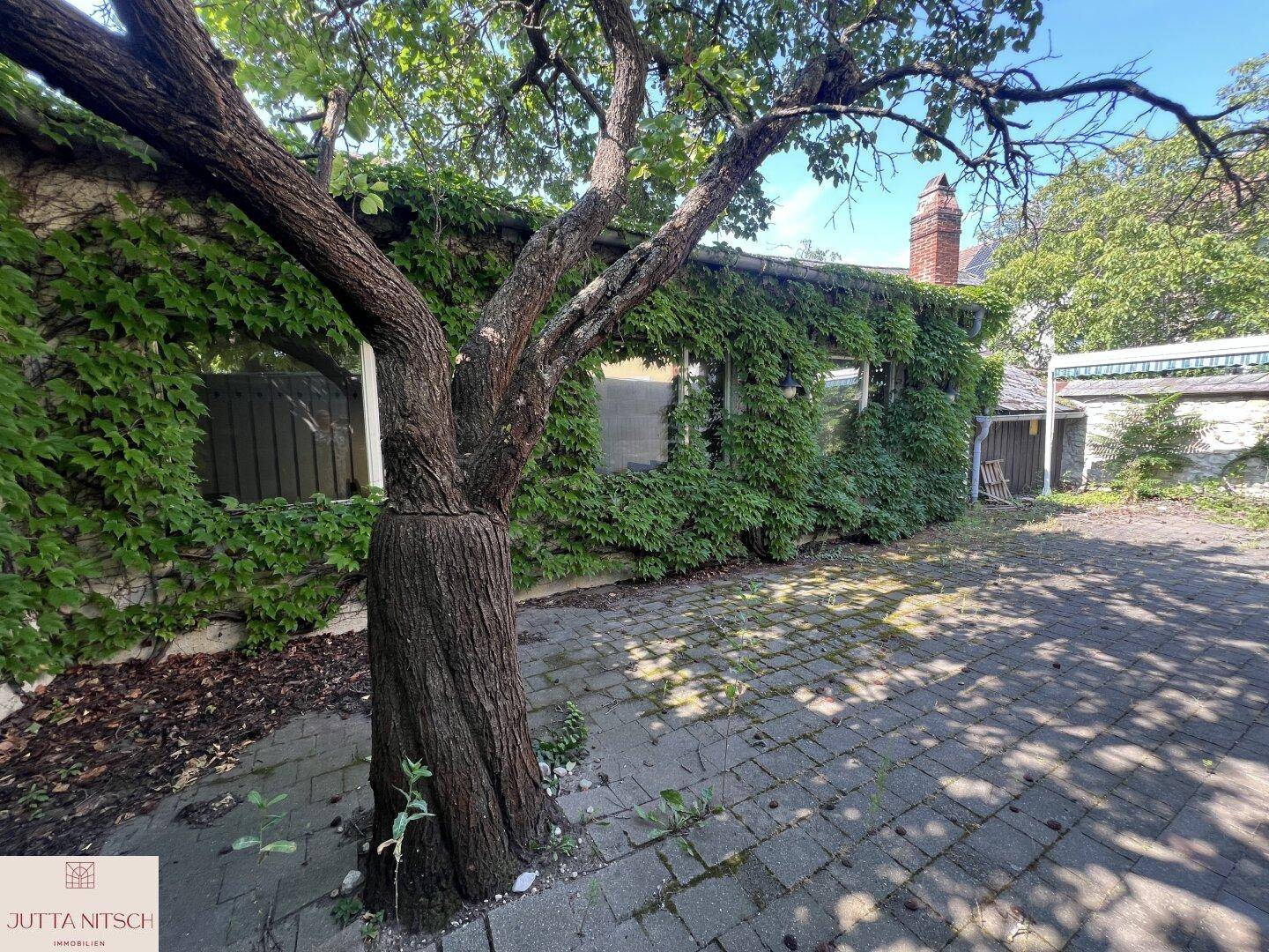 Gebäudefassade, dicht mit Efeu bewachsen, mit einem gepflasterten Hofbereich und einem Baum im Vordergrund.