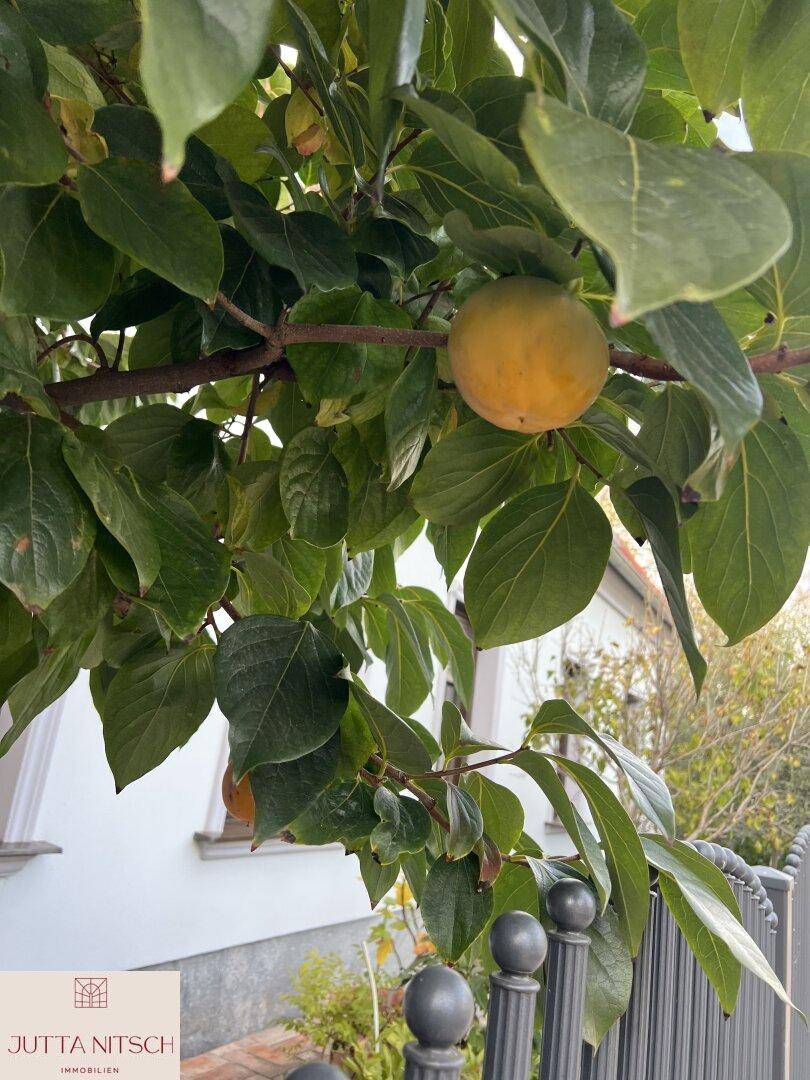 Nahaufnahme eines Obstbaumes mit reifen Früchten im Gartenbereich des Anwesens.