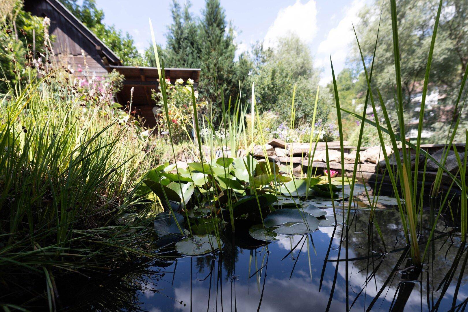 Nahaufnahme eines Gartenteichs mit üppiger Vegetation und Seerosen.