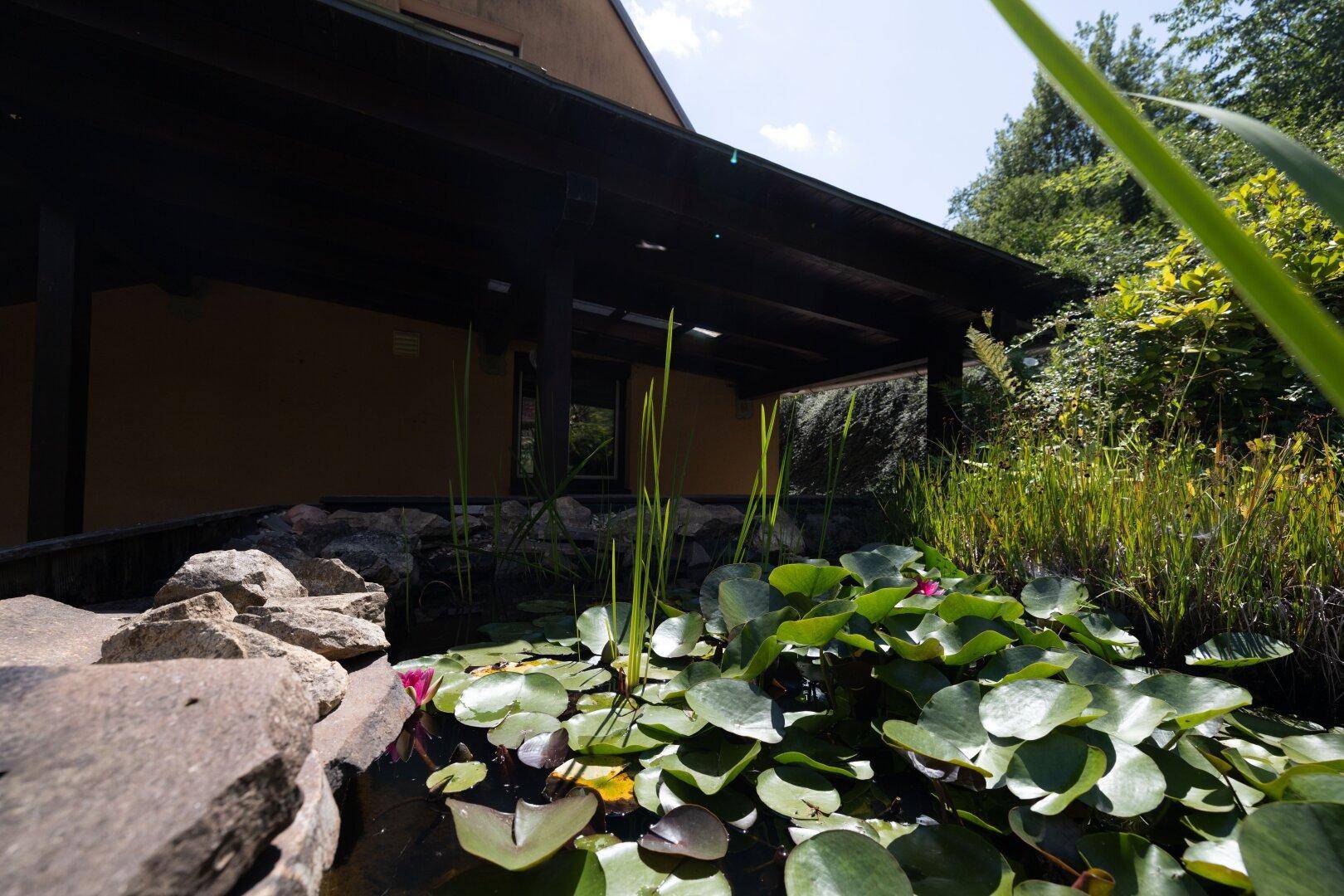 Idyllischer Gartenteich mit Seerosen und üppiger Bepflanzung vor dem Haus.