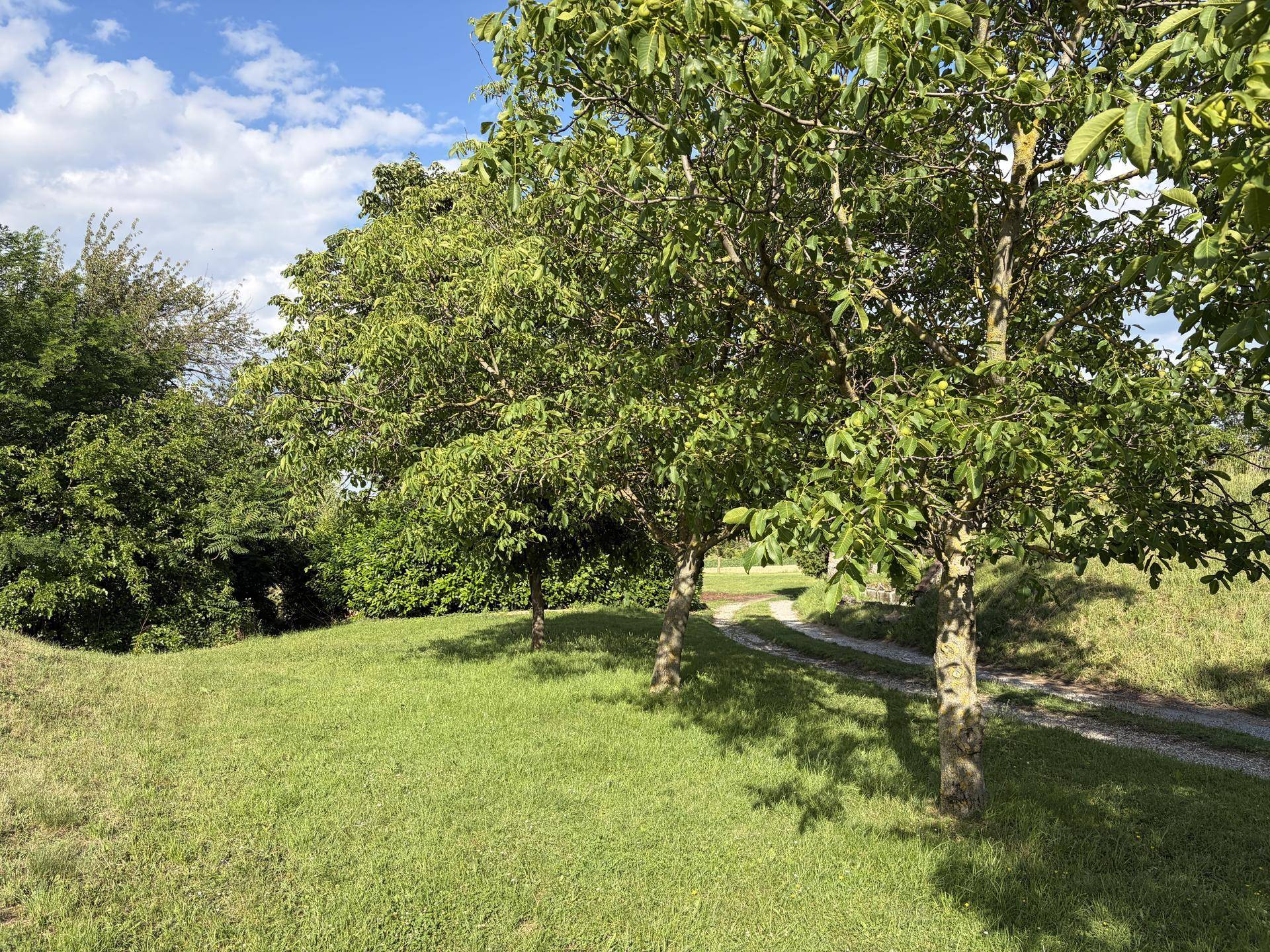 Weitläufige grüne Wiese mit Bäumen und einem Feldweg unter blauem Himmel.