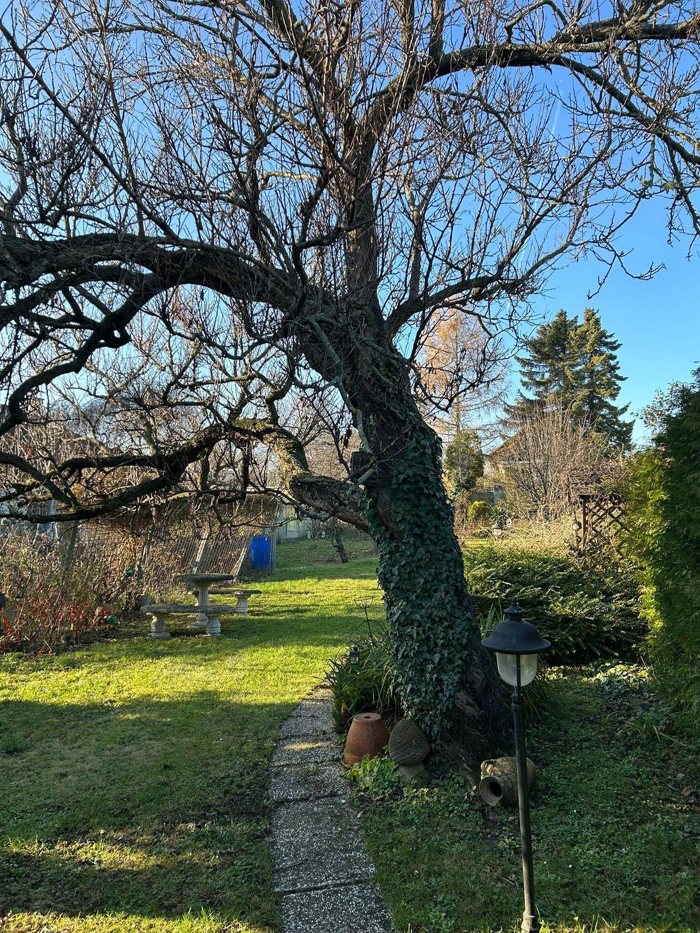 Idyllischer Gartenweg unter einem großen, alten Baum mit üppigem Grün.
