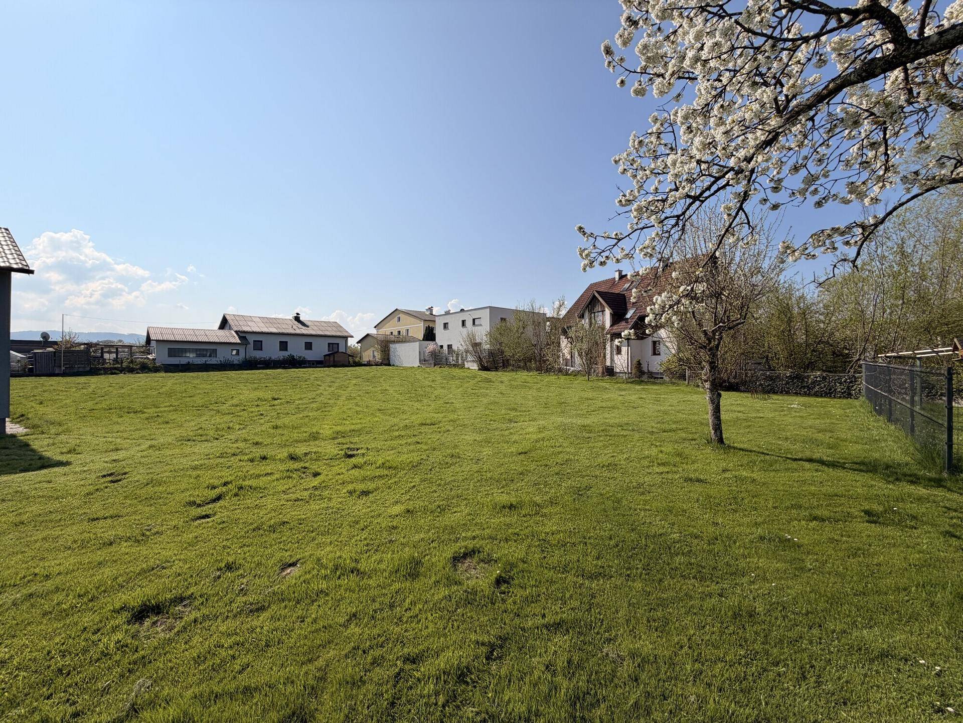 Sonniger Tag auf einer großen Rasenfläche mit blühendem Baum und Häusern im Hintergrund.