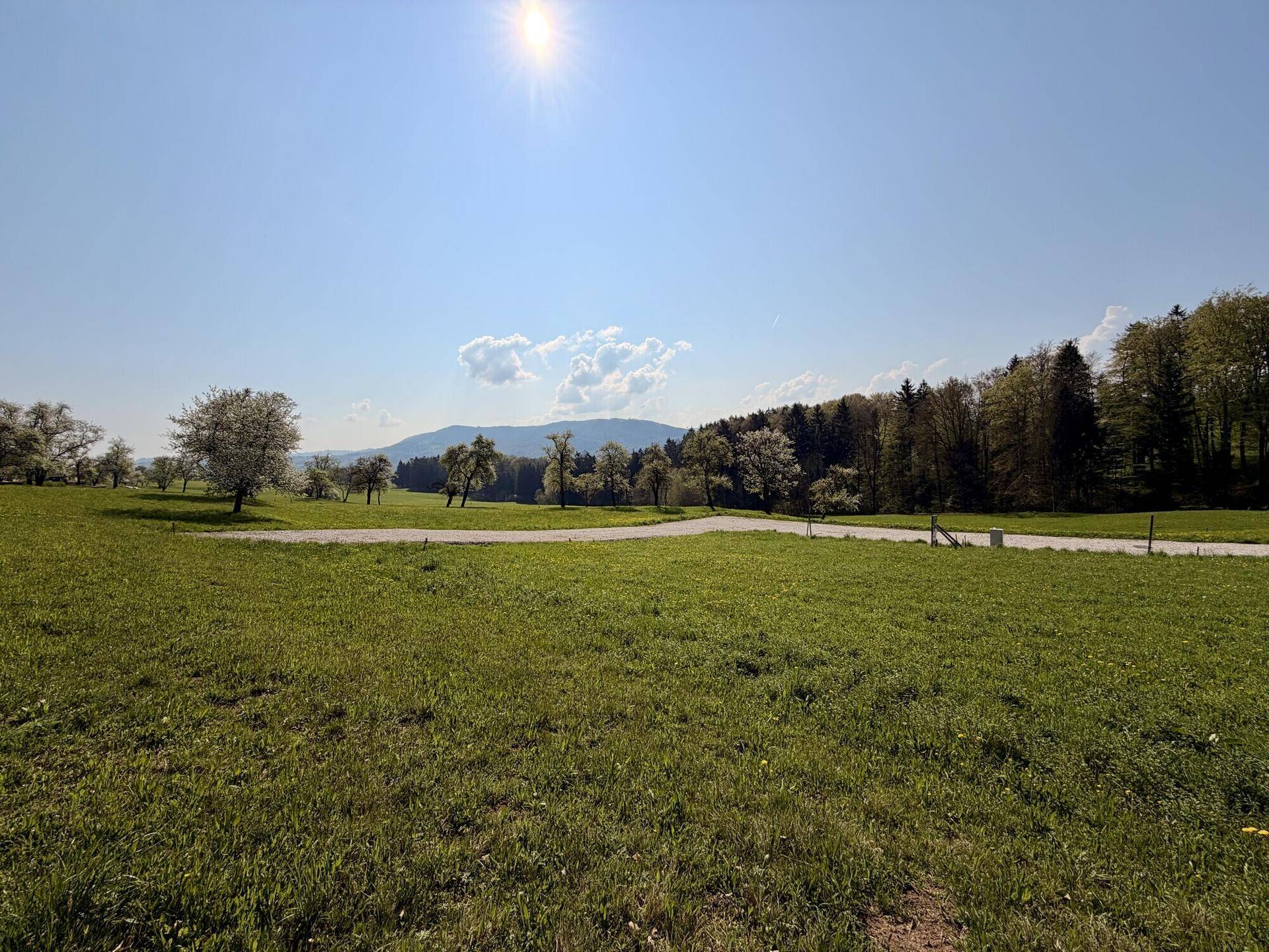 Sonnige Landschaft mit grünen Wiesen, blühenden Bäumen und bewaldeten Hügeln am Horizont.