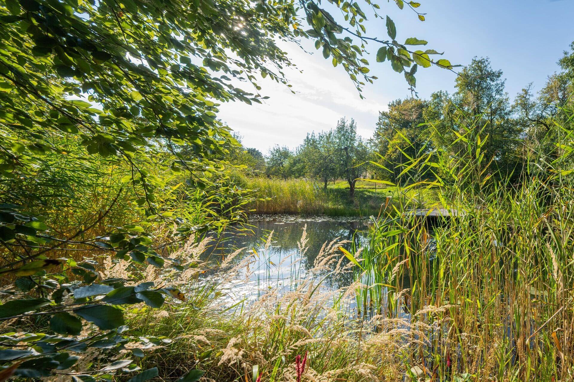 Idyllischer Teich, umgeben von Schilf und Bäumen, bietet eine ruhige Atmosphäre.
