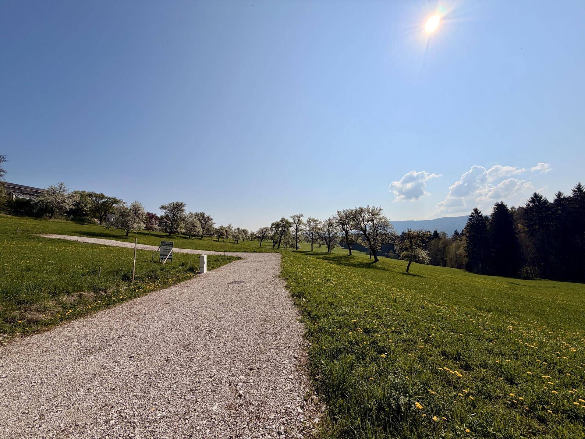 Schotterweg führt durch eine sonnige, grüne Landschaft mit blühenden Bäumen und bewaldeten Hügeln.