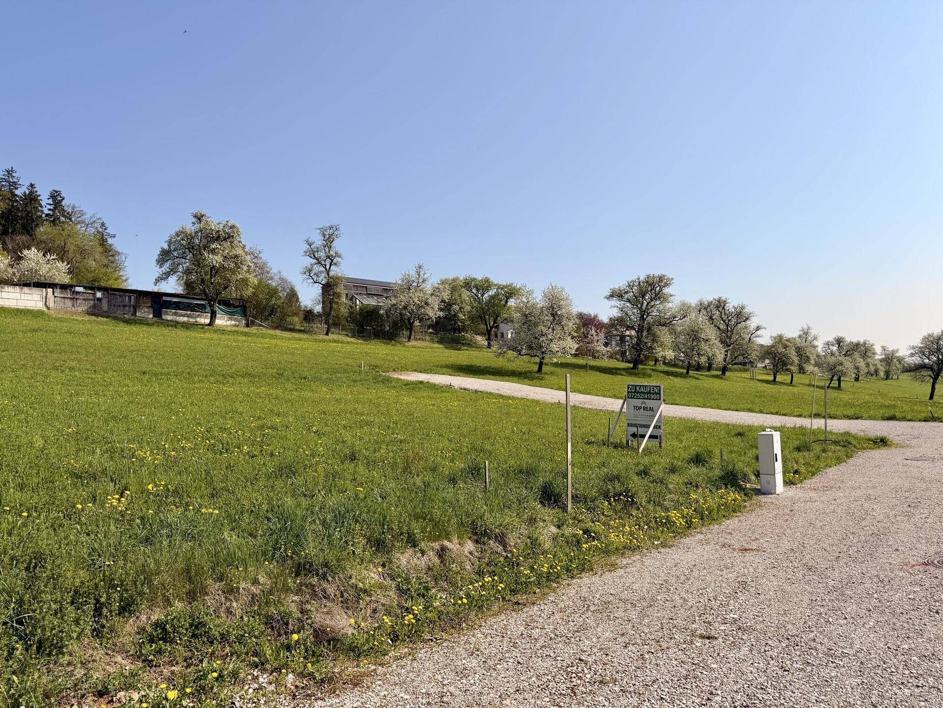 Grünes Grundstück mit Verkaufsanzeige und blühenden Bäumen unter klarem Himmel.