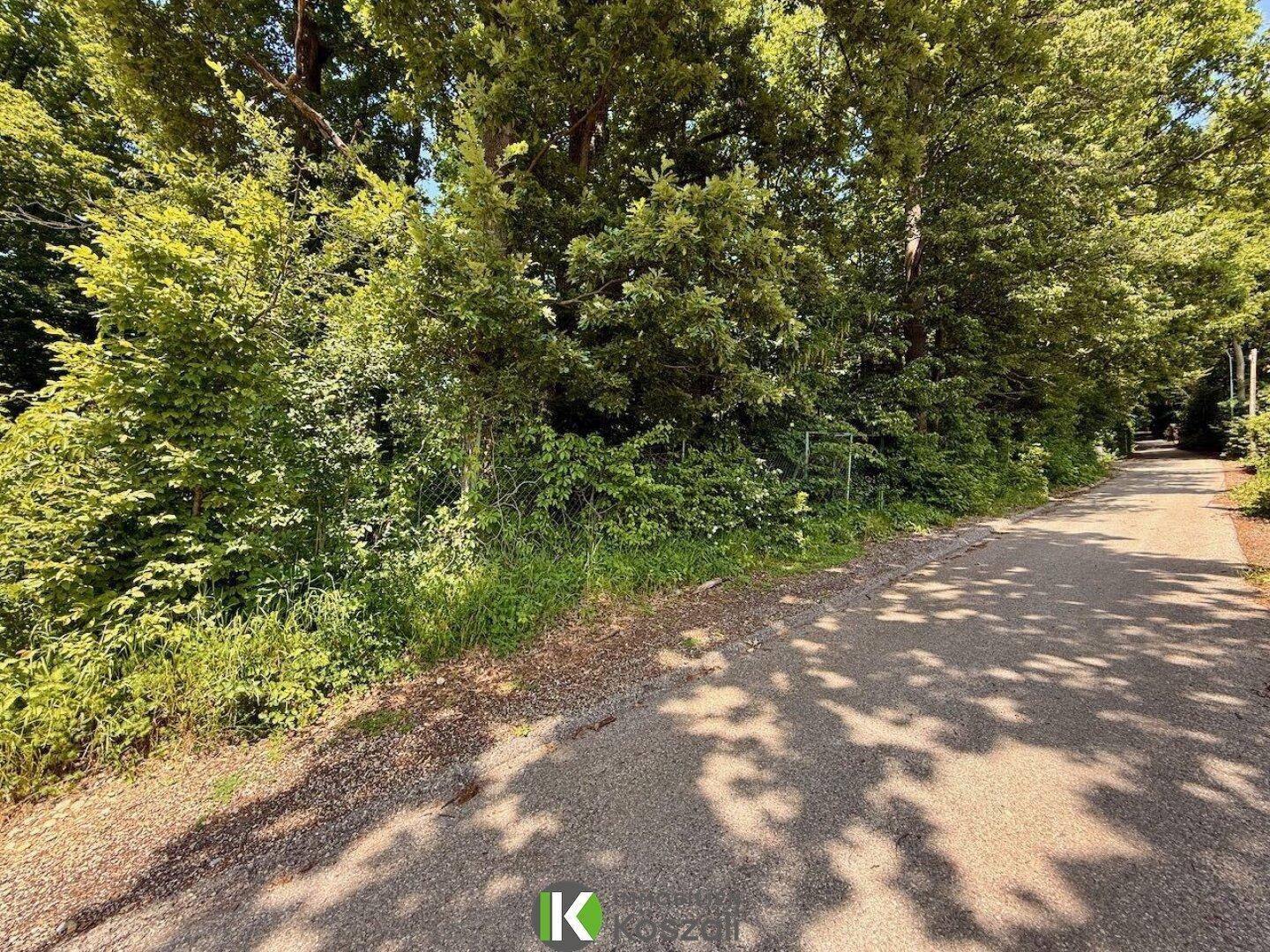 Ein sonniger Weg führt entlang eines dicht bewachsenen Waldrandes mit üppigem Grün.