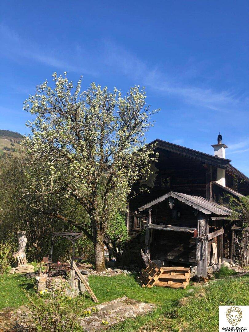 Rustikales Holzhaus mit blühendem Baum im Vorgarten unter klarem Frühlingshimmel.