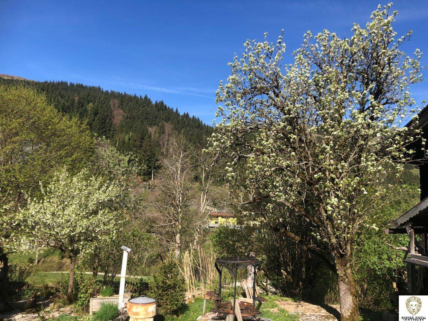 Grüner Gartenbereich mit blühenden Bäumen und einem Feuerplatz, umgeben von Natur.