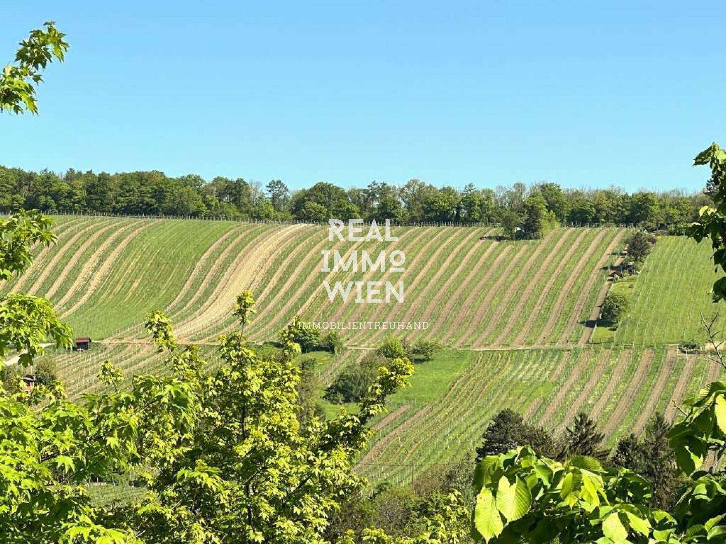 Malerischer Blick auf weitläufige Weinberge unter strahlend blauem Himmel.