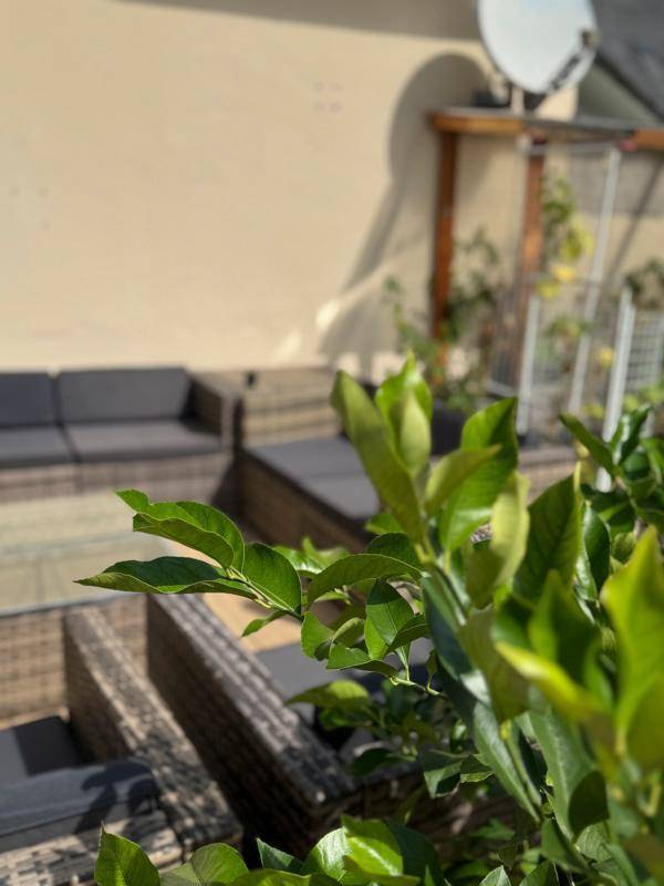 Nahaufnahme einer grünen Pflanze auf der Terrasse, mit unscharfem Hintergrund der Sitzgelegenheiten.