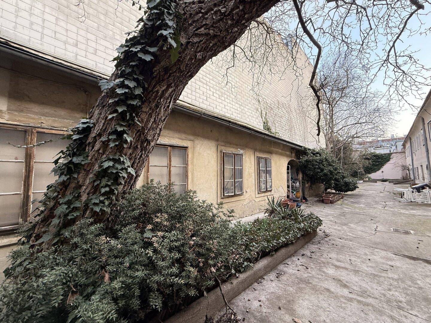 Ein alter Baum mit Efeu im Innenhof, umgeben von historischen Gebäudefassaden.