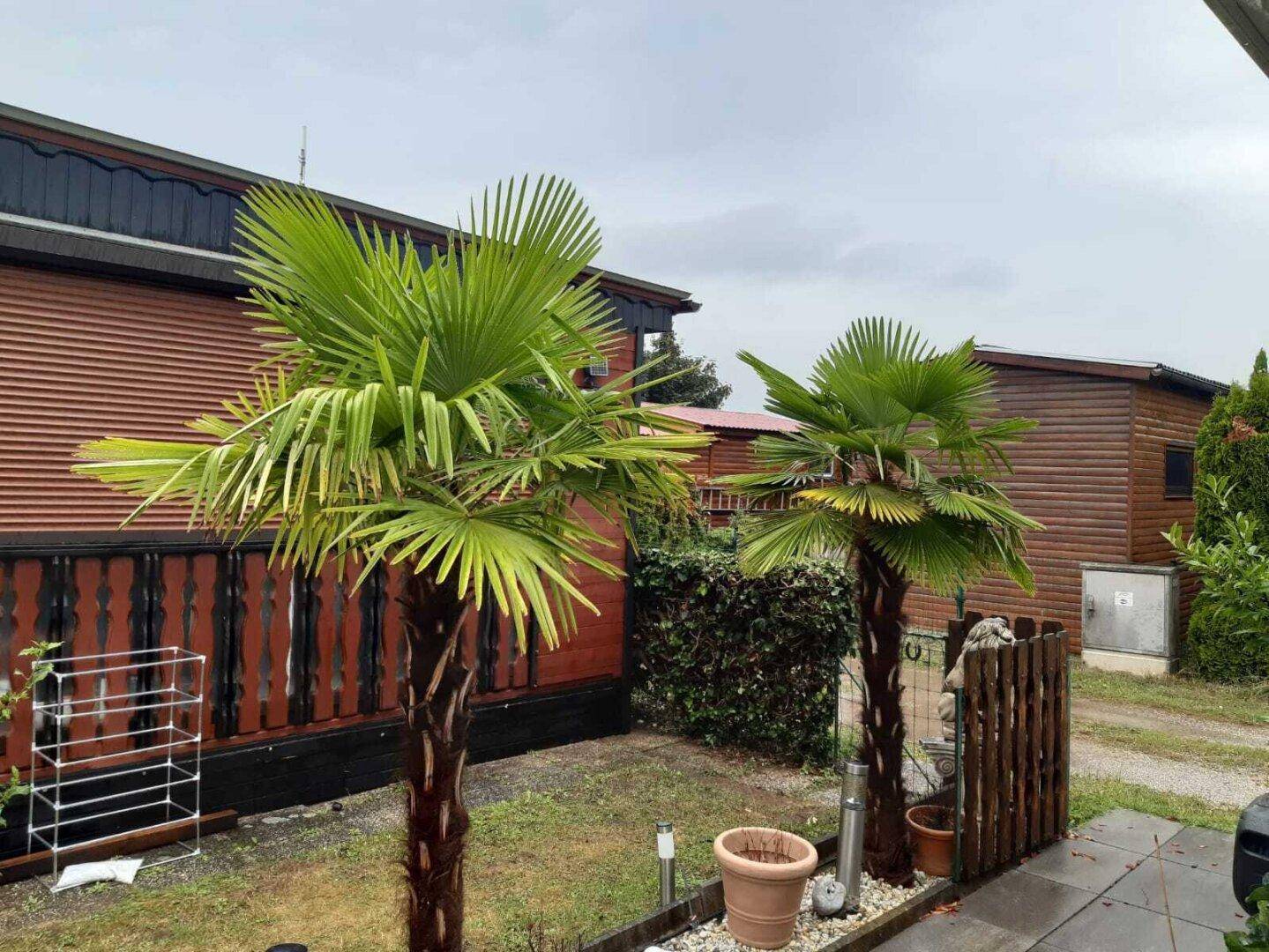 Gartenbereich mit zwei großen Palmen und einem Holzzaun im Hintergrund.