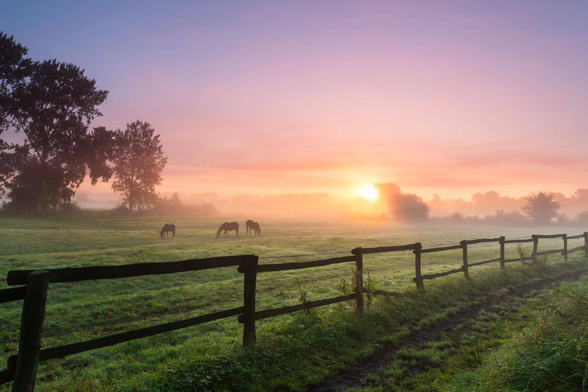 Malerische Morgendämmerung über einer nebligen Wiese mit grasenden Pferden und einem rustikalen Holzzaun.