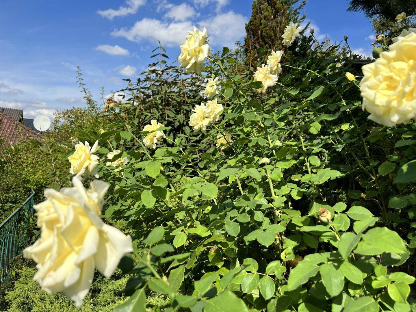 Nahaufnahme von leuchtend gelben Rosenbüschen in einem gepflegten Garten unter blauem Himmel.