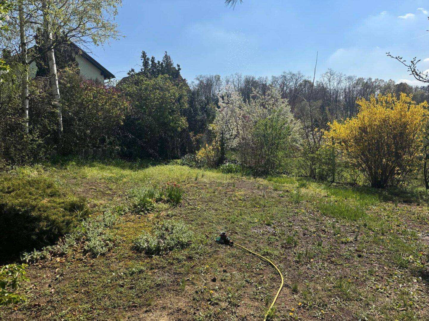 Großer, grüner Gartenbereich mit blühenden Sträuchern und Bäumen unter blauem Himmel.