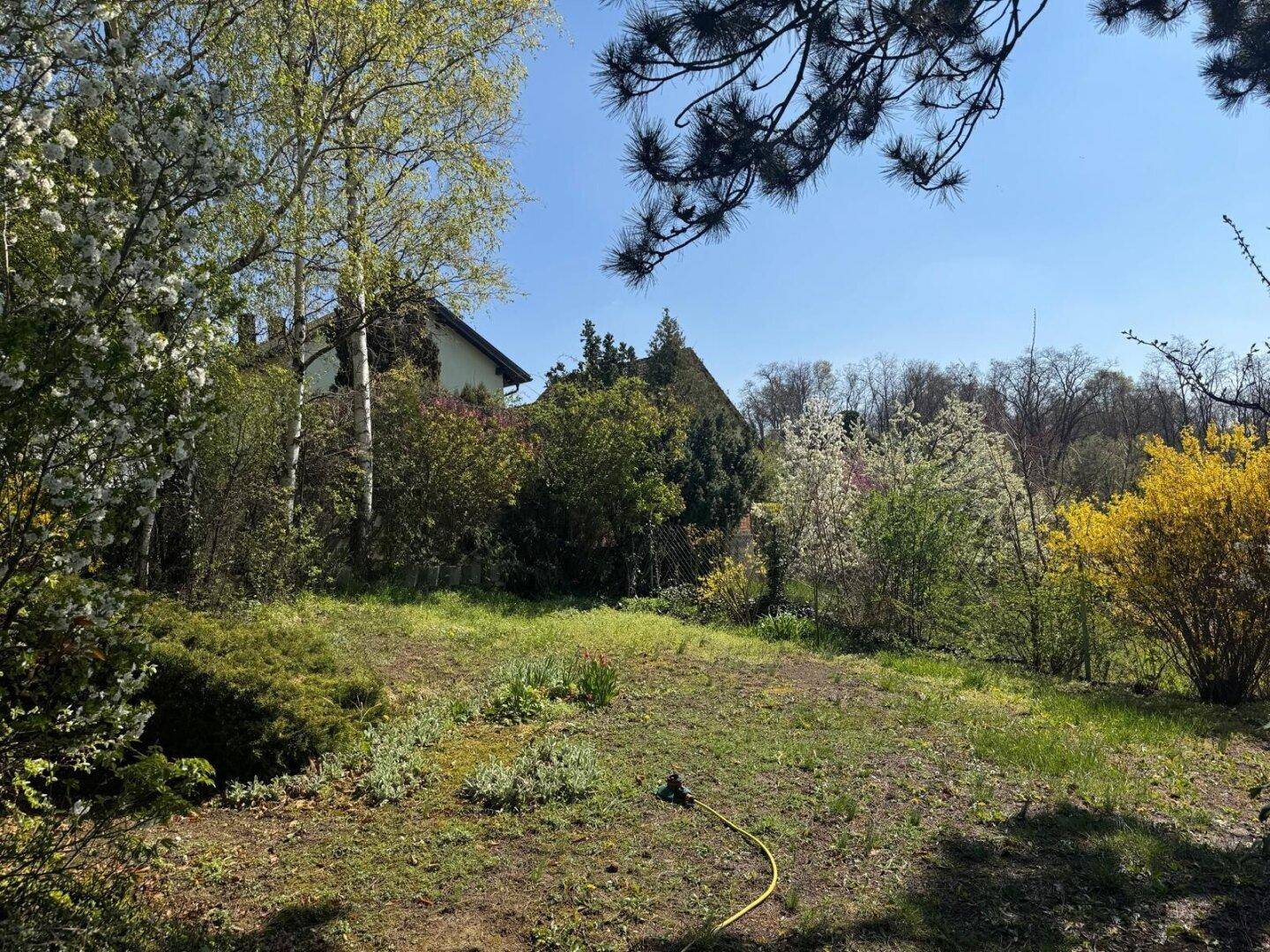 Natürlicher Gartenbereich mit blühenden Sträuchern und Bäumen, umgeben von viel Grün.