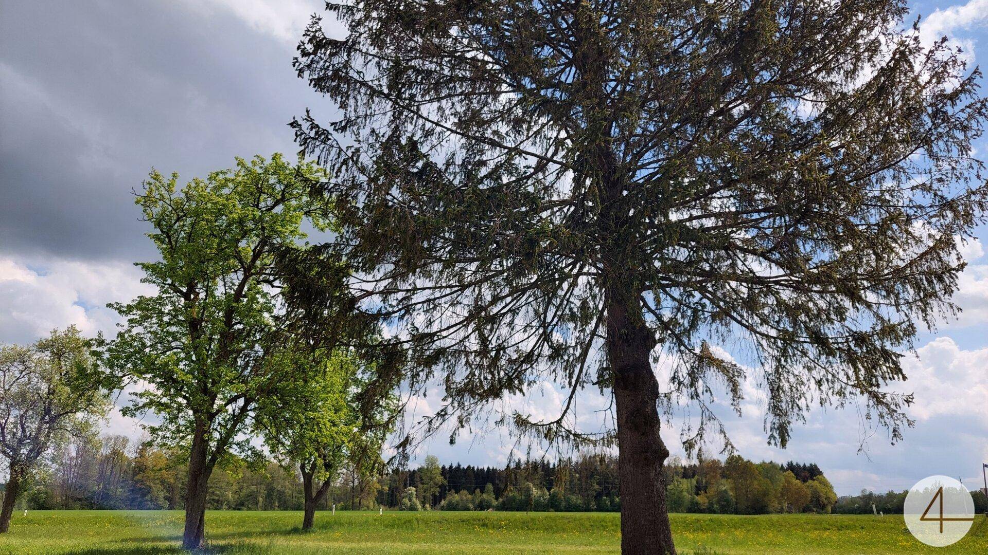 Hohe Bäume mit grünen Blättern vor einem blauen Himmel mit weißen Wolken.
