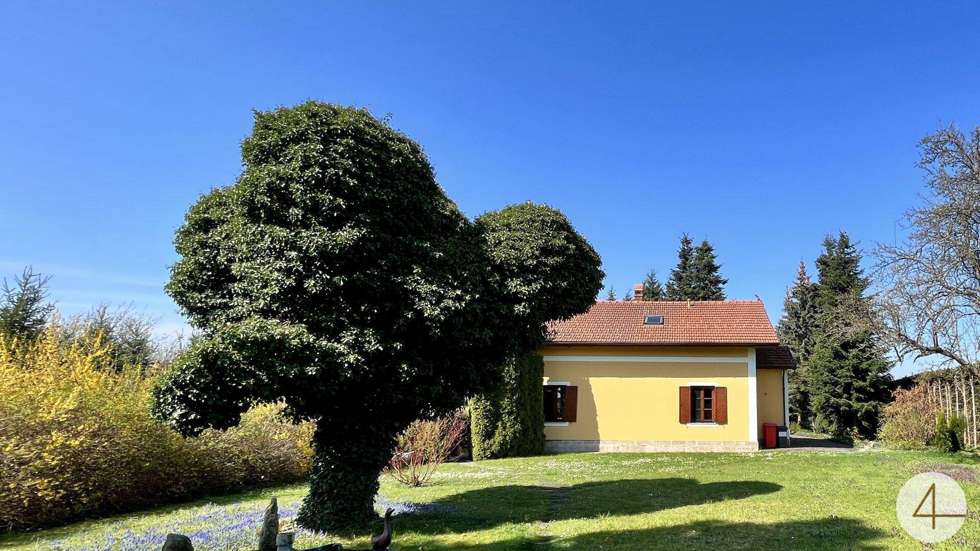 Sonnige Gartenansicht mit gepflegtem Rasen, einem markanten Baum und dem gelben Haus im Hintergrund.