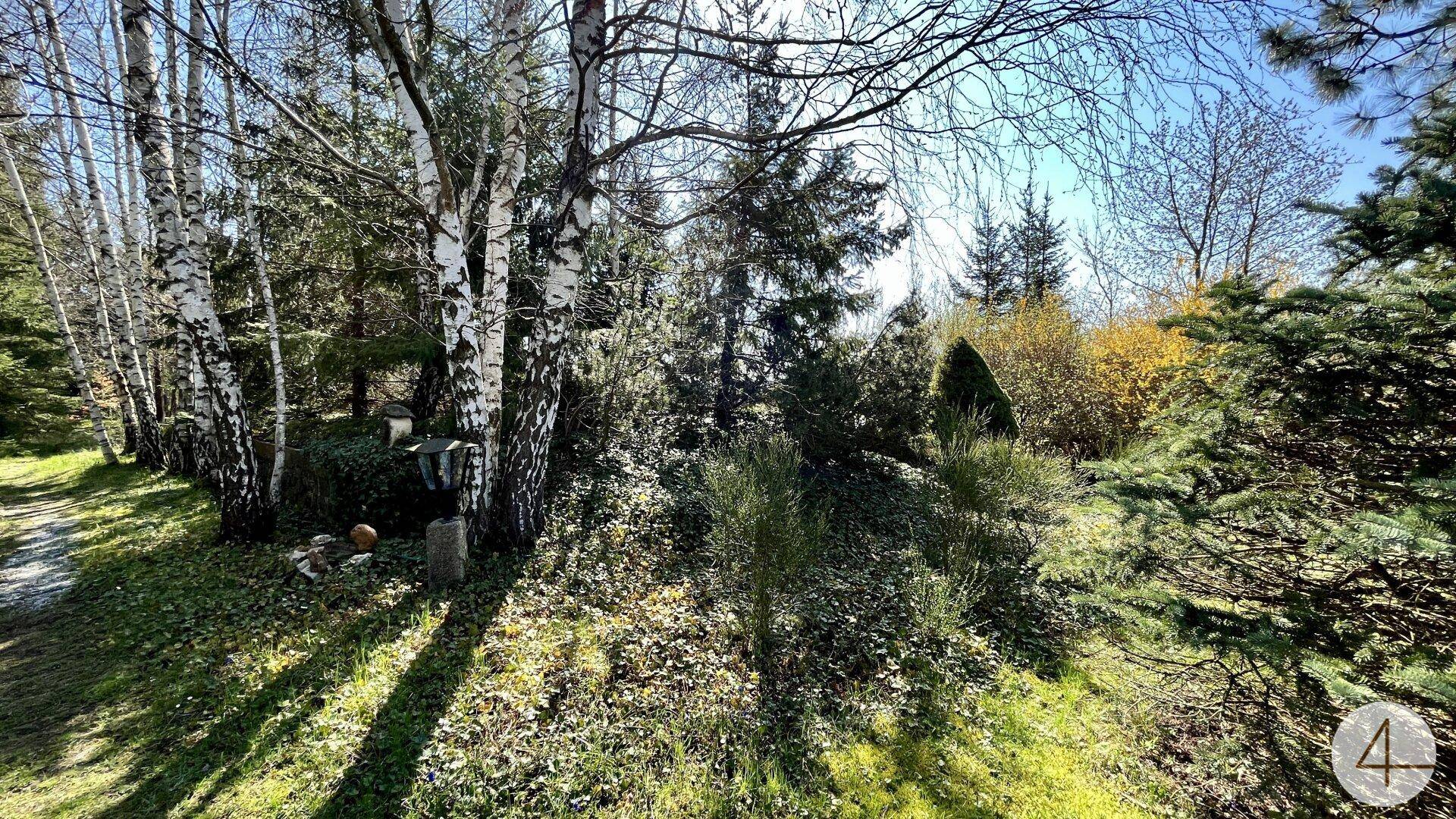 Naturbelassener Gartenbereich mit Birken, Nadelbäumen und üppigem Unterholz im Sonnenlicht.