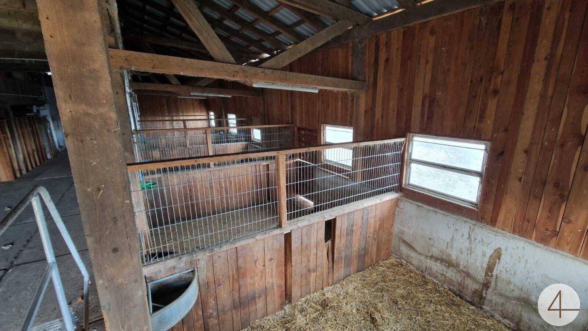 Innenansicht eines Holzstalls mit Gitterboxen und Stroh auf dem Boden, beleuchtet durch Fenster.