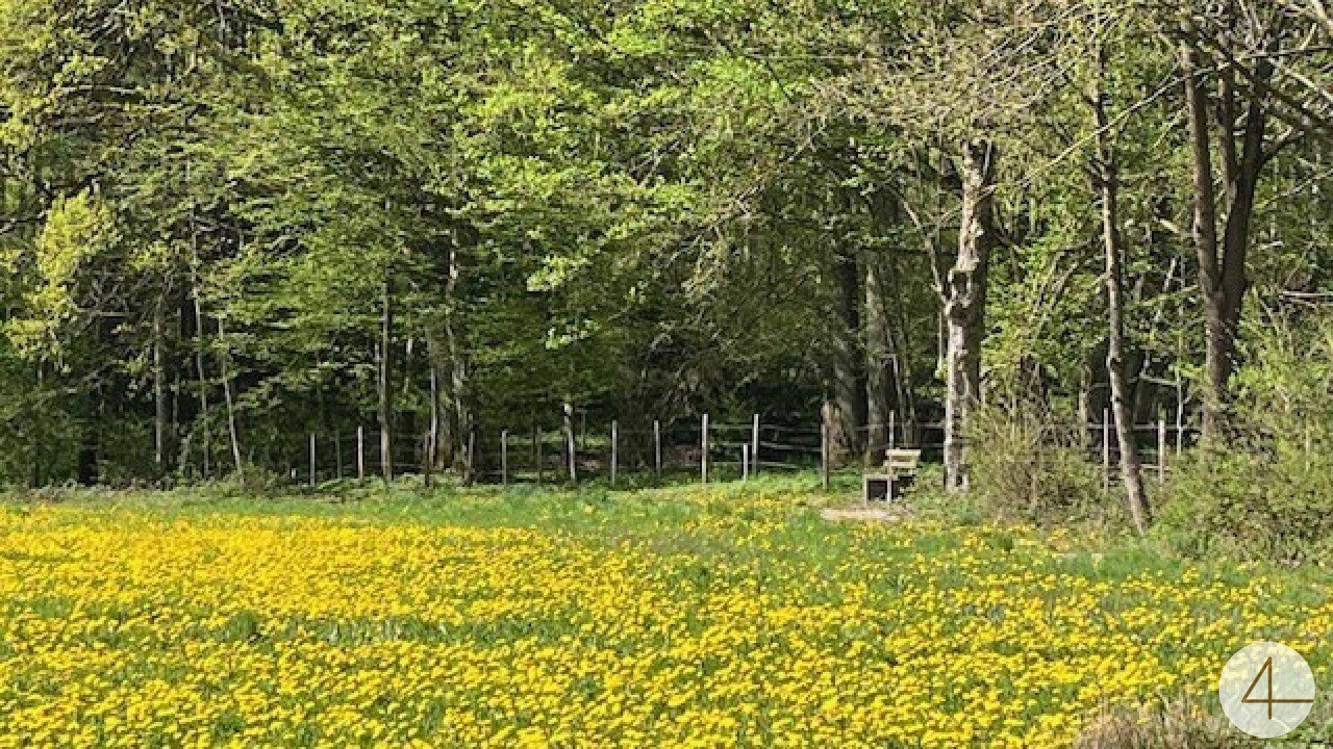 Blühendes Löwenzahnfeld vor einem dichten Wald mit einer versteckten Holzbank.