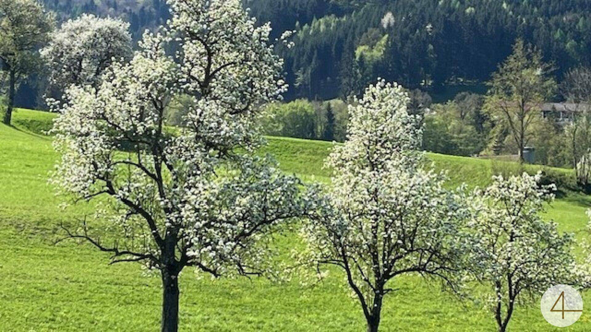 Blühende Obstbäume in einer sanften grünen Hügellandschaft unter blauem Himmel.