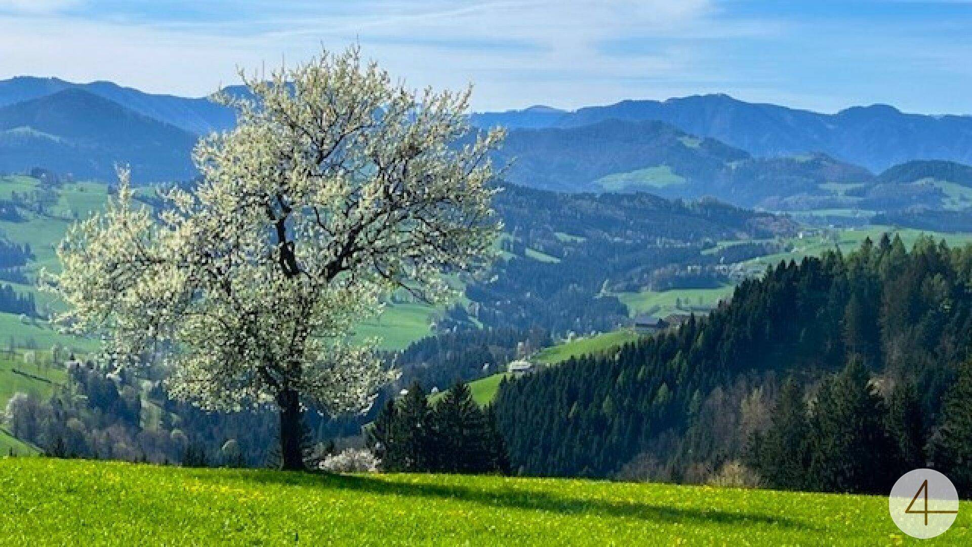 Blühender Baum auf einer grünen Wiese mit weitem Blick auf eine hügelige Berglandschaft.