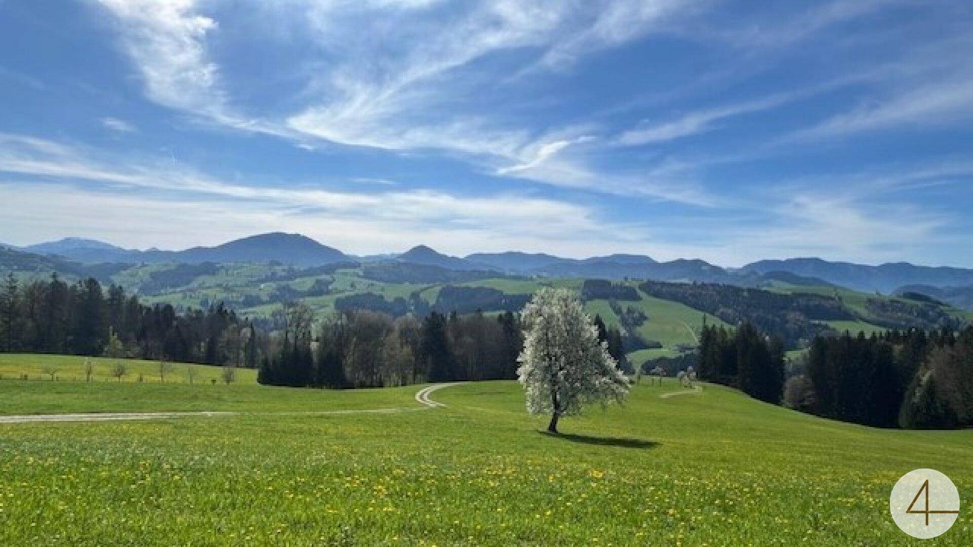 Weitläufige grüne Hügellandschaft mit einem blühenden Baum und Bergen am Horizont.